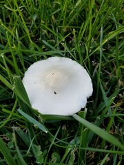Leucoagaricus naucinus