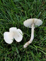 Leucoagaricus naucinus