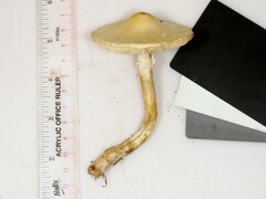 Leucoagaricus naucinus