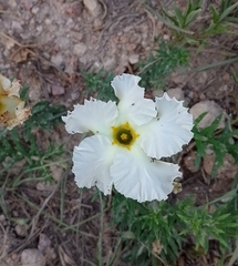 Mandevilla petraea