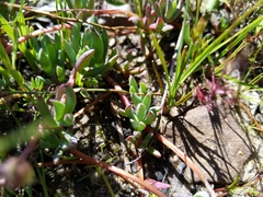 Lampranthus reptans