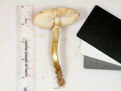 Leucoagaricus naucinus
