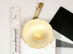 Leucoagaricus naucinus