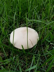 Leucoagaricus naucinus