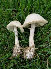 Leucoagaricus naucinus
