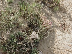 Limoniastrum monopetalum