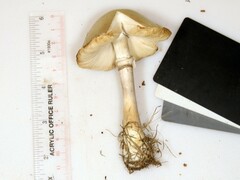 Leucoagaricus naucinus