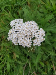 Achillea millefolium