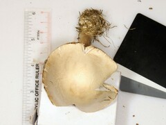 Leucoagaricus naucinus