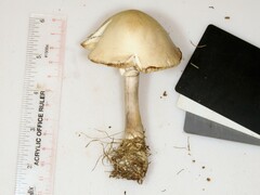 Leucoagaricus naucinus