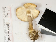 Leucoagaricus naucinus