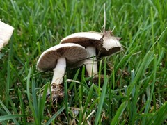 Agaricus comtulus