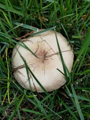 Agaricus comtulus