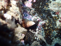 Nassarius gayii