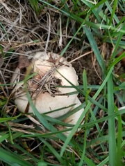 Agaricus comtulus