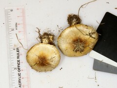 Agaricus comtulus