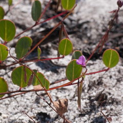 Indigofera ovata