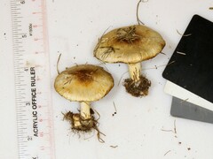 Agaricus comtulus