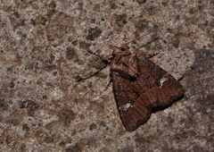 Mesapamea maderensis