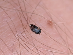 Bostrichoidea