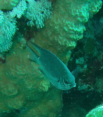 Amblyglyphidodon indicus