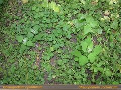 Chenopodium opulifolium