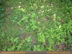 Chenopodium opulifolium