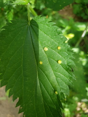 Puccinia urticata