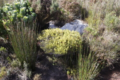 Aspalathus ericifolia ericifolia