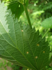 Puccinia urticata