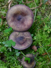 Russula queletii