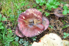 Russula queletii