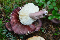 Russula queletii