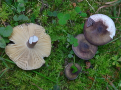 Russula queletii