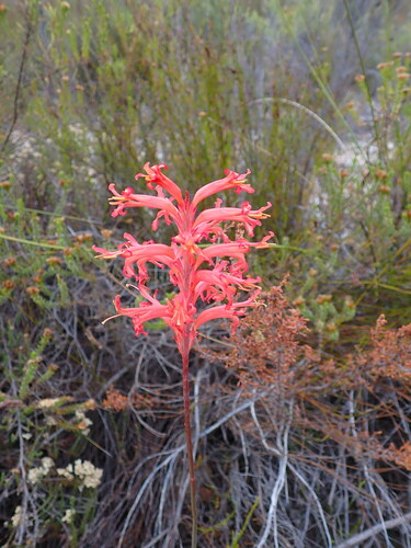Tritoniopsis antholyza (Poir.) Goldblatt