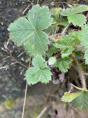 Potentilla sterilis