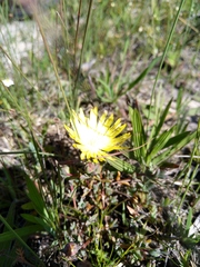 Lampranthus glaucus
