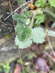 Potentilla sterilis