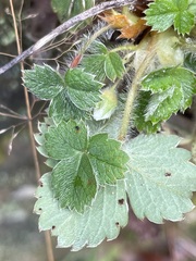 Potentilla sterilis