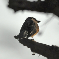 Rhipidura rufiventris