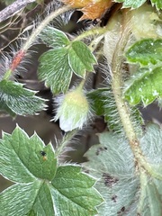 Potentilla sterilis