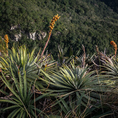 Dyckia reitzii