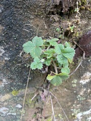 Potentilla sterilis