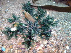 Athyonidium chilensis