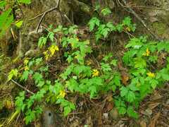 Xanthorhiza simplicissima