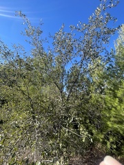 Cercocarpus minutiflorus