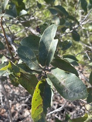 Cercocarpus minutiflorus