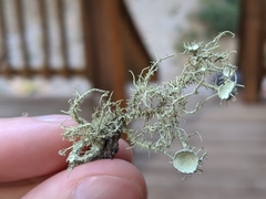 Usnea hirta
