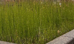 Equisetum