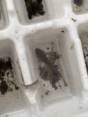 Cottus